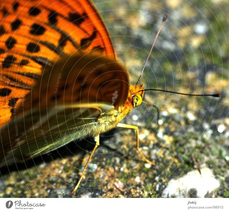 Zerschmetterling II Schmetterling Muster Insekt flattern Fühler Blume Blüte Staubfäden Sammlung Stengel Pflanze Ernährung violett Tier Frühling Unbeschwertheit