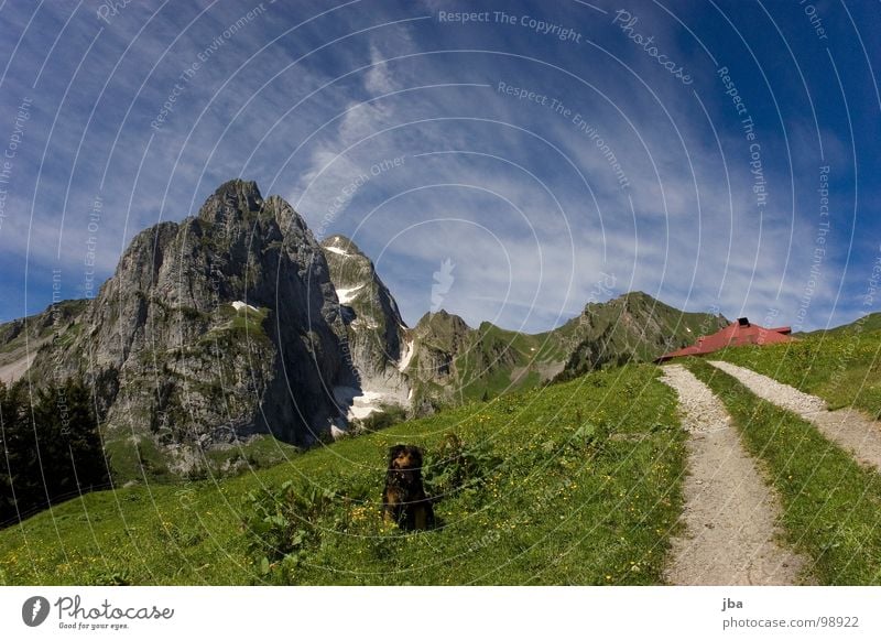 heile Bergwelt II Berge u. Gebirge Alm steil Wiese Gras Tanne Stall Scheune abgelegen schön Gesundheit Hund Tier Fußweg Fahrweg steinig z'Bärg Felsen Stein