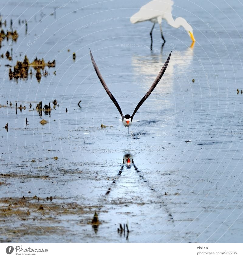 schwarzer Abschäumer Tier Wildtier Vogel Fliege 2 Leder Wasser Bewegung Essen fangen fliegen gehen Jagd kämpfen elegant schön natürlich dünn Geschwindigkeit