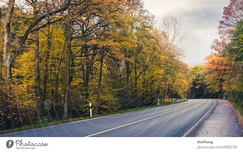 Herbstidylle Umwelt Natur Landschaft Himmel Wolken Schönes Wetter Wald Straße Wege & Pfade Kurve Landstraße frisch Gesundheit kalt Kitsch saftig Klischee blau