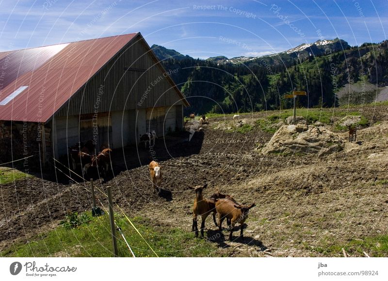 uf de Alpe oobe ischs nes Herrlechs lääbe! Berge u. Gebirge Alm steil Wiese Gras Tanne Stall Scheune abgelegen schön Ziegen Kalb wandern Fußweg Dach Rückseite