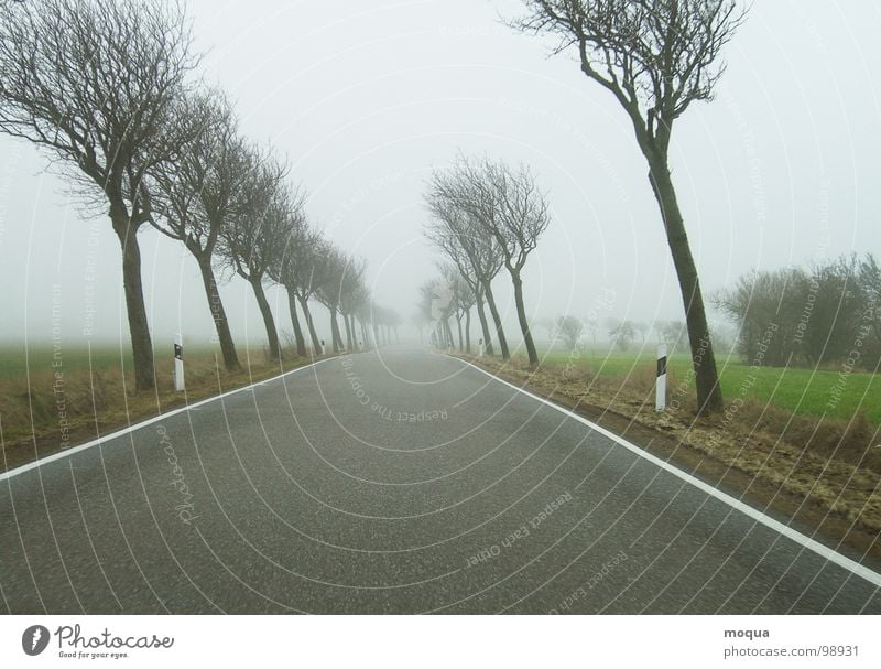 windschief ll Baum Herbst Winter Nebel schlechtes Wetter grau nass Fahrbahn Feld Wiese Einsamkeit Horizont Jahreszeiten ungemütlich trüb Regen grün braun Straße