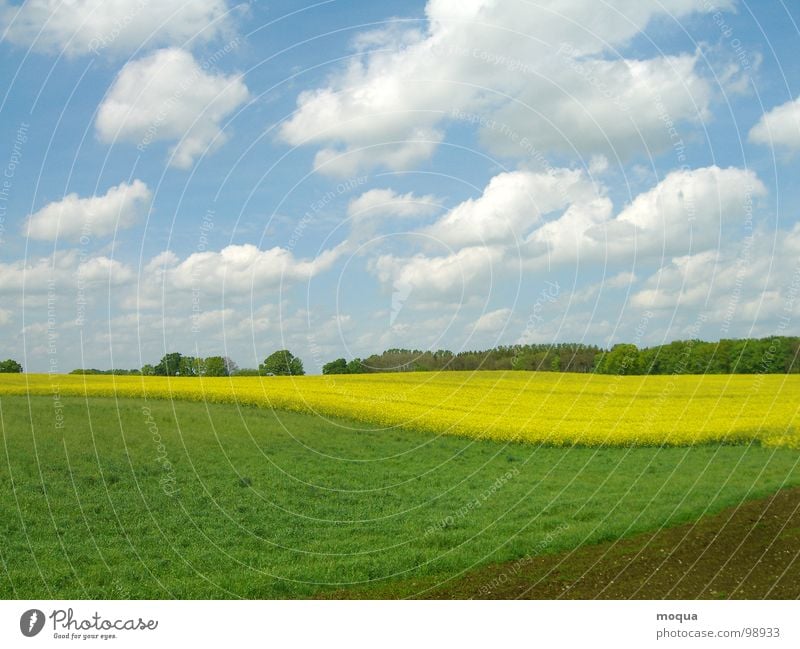 rapsfeld Frühling Sommer grün weiß gelb braun hell-blau Baum Wald Wiese Feld Horizont Hügel Wolken Landwirtschaft Jahreszeiten Raps Himmel Erde Schönes Wetter