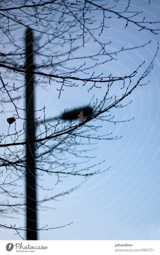 UT Köln 12/14 | Hintergründige Analogie Straßenbeleuchtung Lampe Himmel Schönes Wetter Baum Menschenleer fallen blau schwarz Traurigkeit Trauer Tod bizarr