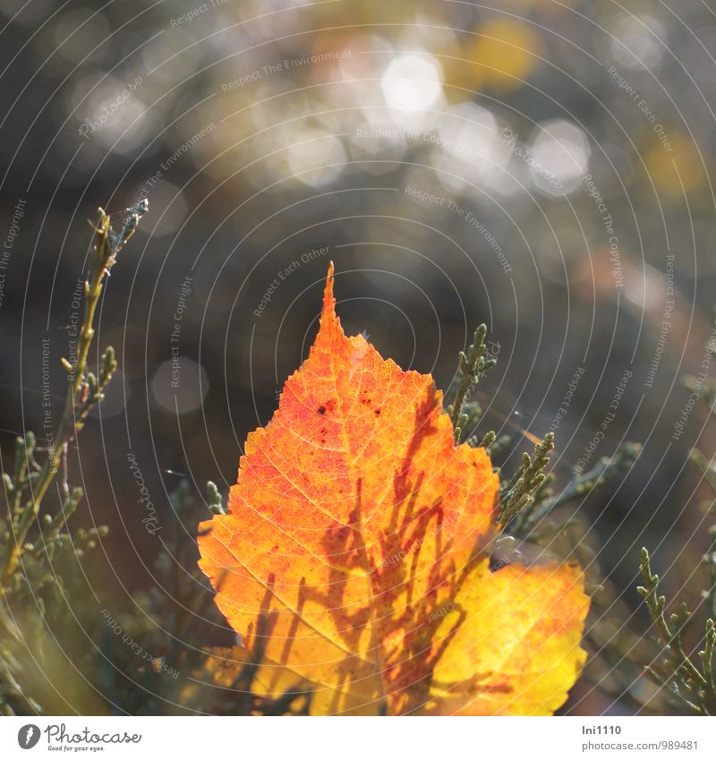 Herbstfärbung Natur Pflanze Luft Sonne Sonnenlicht Blatt Wildpflanze Garten Park beobachten glänzend leuchten dehydrieren außergewöhnlich eckig fantastisch