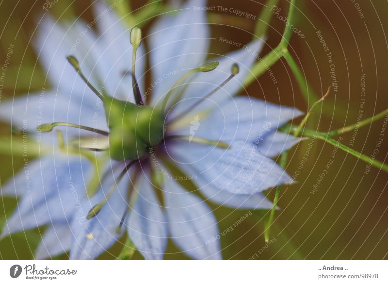 Blauer Stern Blume Blüte Blühend blau grün hell-blau himmelblau Stempel Stern (Symbol) Farbfoto