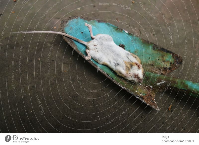 auf die Schippe genommen Tier Wildtier Totes Tier Maus 1 Schaufel Stein Metall Rost liegen Ekel Gefühle Tod herzlos achtlos entsorgen wegwerfen abfällig