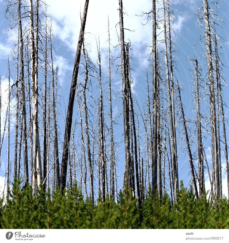 abgebrannt Natur Feuer Himmel Wolken Sommer Herbst Schönes Wetter Dürre Pflanze Baum Wald Waldsterben Nadelbaum Nadelwald Urwald dehydrieren blau Angst