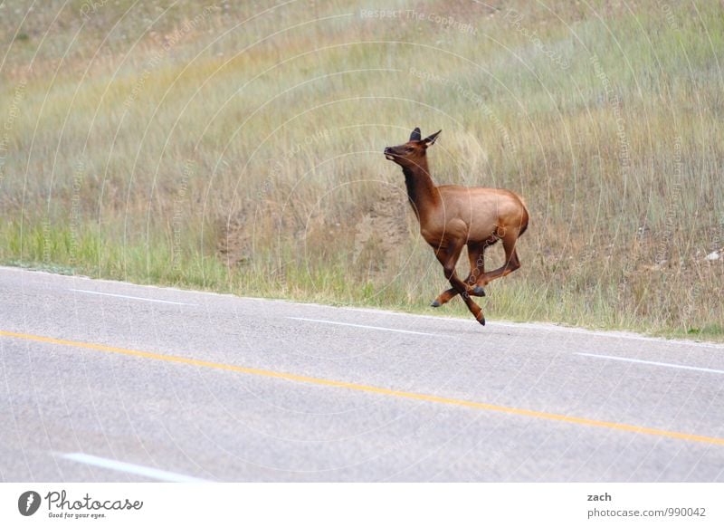 400 | Luftsprünge Ferne Gras Wiese Hügel Berge u. Gebirge Rocky Mountains Kanada Nordamerika Straße Wege & Pfade Tier Fell Paarhufer Reh Wapiti-Hirsche Elk 1