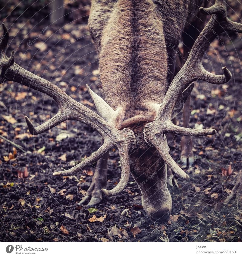 Angeber Wildtier Hirsche 1 Tier kämpfen stehen Aggression braun Kraft angriffslustig Gedeckte Farben Außenaufnahme Menschenleer Tag Kontrast Tierporträt