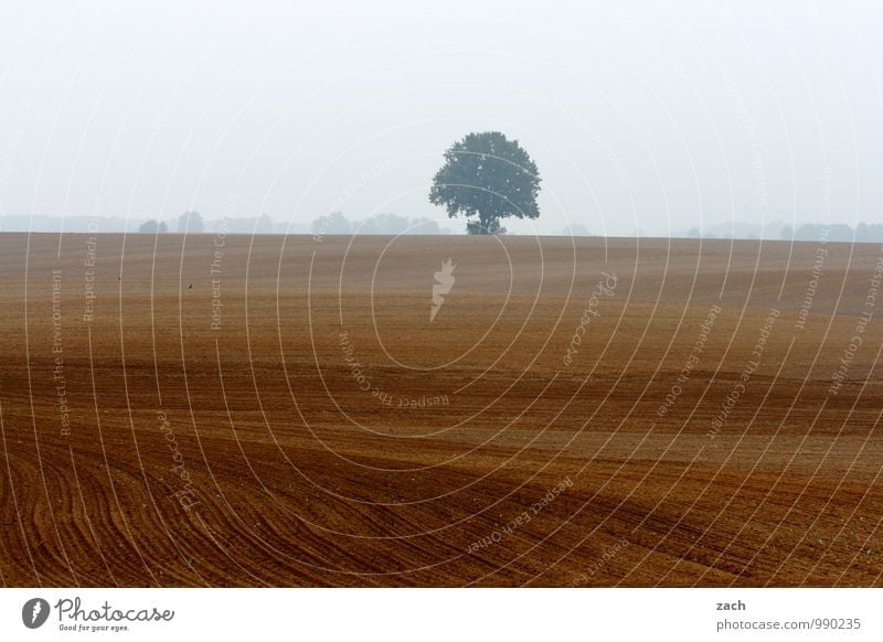 Einzelkämpfer Natur Landschaft Erde Himmel Wolken Herbst Winter schlechtes Wetter Nebel Regen Pflanze Baum Wiese Feld Linie verblüht kalt nass braun Traurigkeit