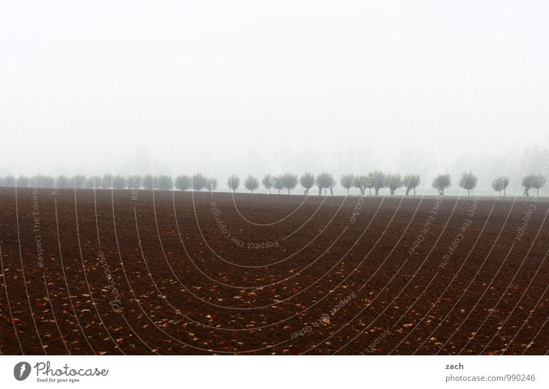 In Reihe Natur Himmel Wolken Herbst Winter schlechtes Wetter Nebel Regen Pflanze Baum Weide kurzkopfweide Obstbaum Wiese Feld Allee Traurigkeit dunkel kalt