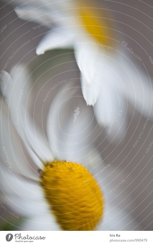 blumentanz Natur Pflanze Blume Blüte Margerite Wiese Menschenleer Bewegung Blühend Duft Tanzen ästhetisch gelb weiß Lebensfreude Frühlingsgefühle geheimnisvoll