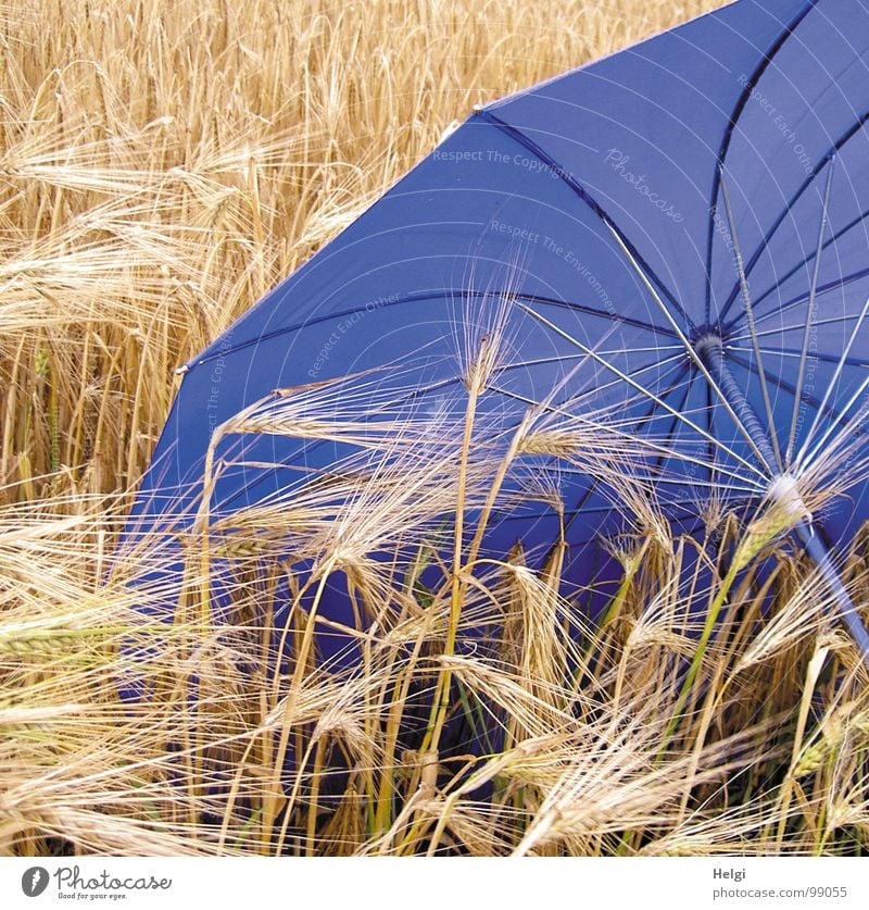 Blauer Regenschirm liegt in einem Getreidefeld mit reifer Gerste Aussaat Saatgut Halm Stengel Feld Landwirtschaft abgeschirmt Griff Stab Stoff Unwetter nass