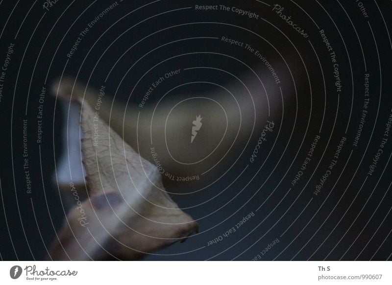 Blatt Umwelt Natur Pflanze Herbst Bewegung Blühend verblüht ästhetisch authentisch einfach elegant natürlich Gelassenheit geduldig einzigartig ruhig harmonisch