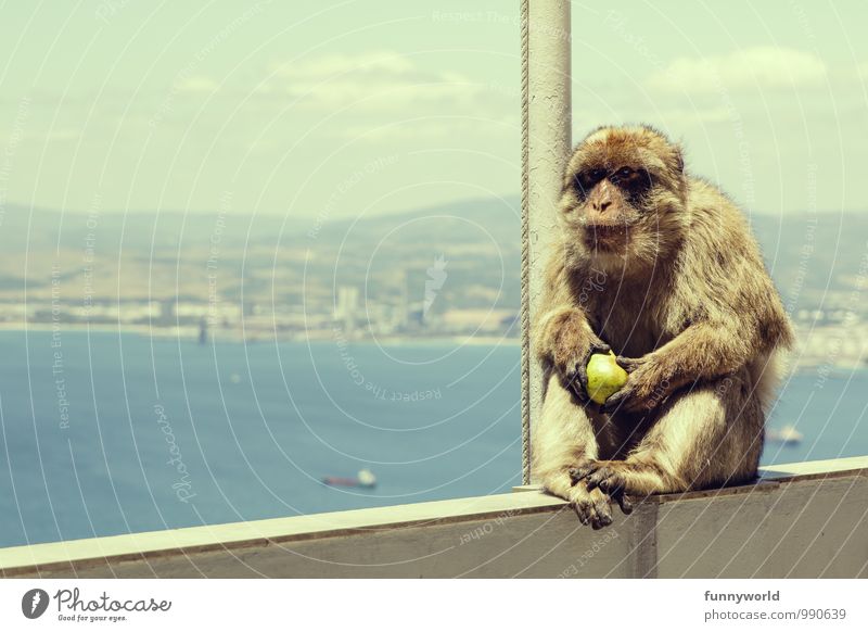 nee, ich hab jetzt mittag! Sommer Affen Berberaffen festhalten sitzen Tierliebe Birne Mittagessen Gibraltar Wildtier Haustier Fell Meer Aussicht Denken