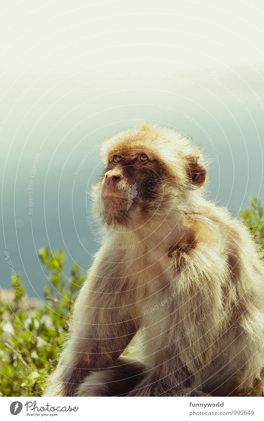 Affenblick Wildtier beobachten kuschlig Ferien & Urlaub & Reisen Gibraltar Berberaffen Fell Tier Gesicht Auge leuchten unschuldig Tierschutz ernst sitzen hören