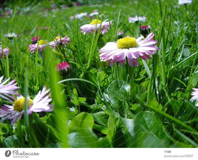 fruehlings wiese Wiese Frühling Blume