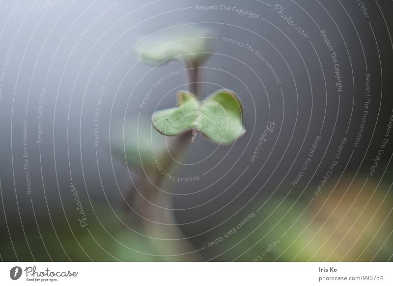 Wachstum Umwelt Natur Pflanze Blatt Grünpflanze Garten Bewegung ästhetisch nah natürlich neu weich blau grün violett Lebensfreude Frühlingsgefühle bescheiden