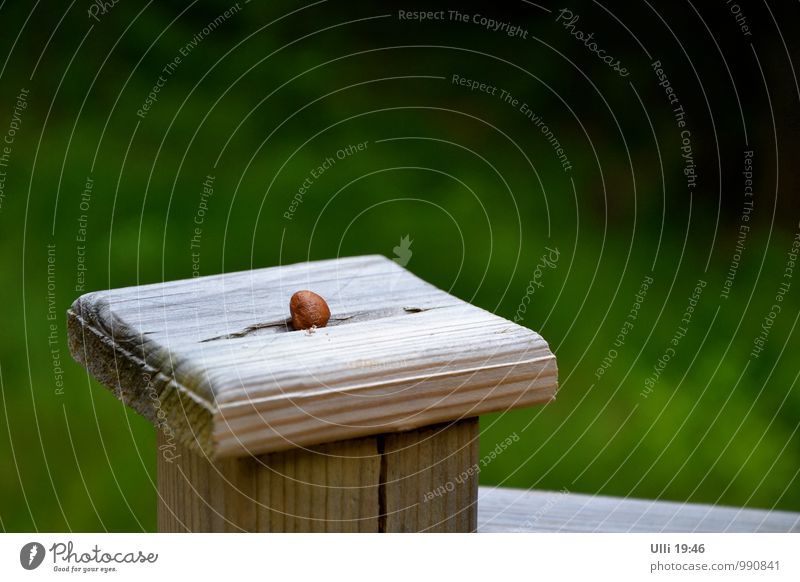 Warten auf den Eichelhäher.................. Natur Sommer Schönes Wetter Garten Schweden Menschenleer Terrasse Haselnusskern Holzpfahl Blick warten braun grün