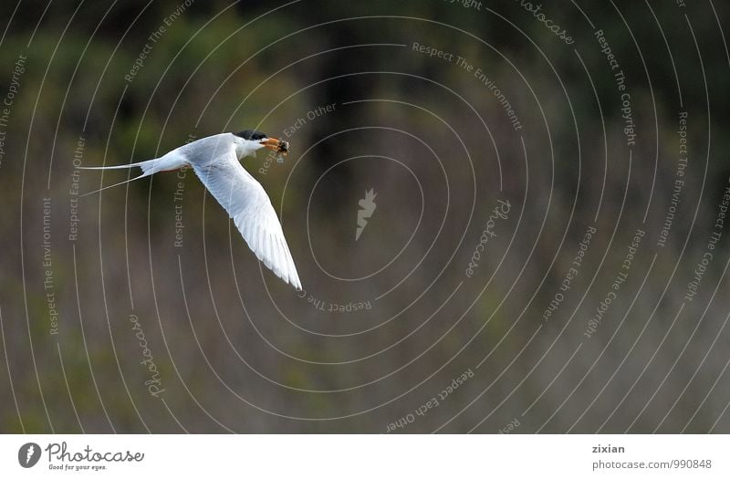 Forsterseeschwalbe Tier Wildtier Vogel Fliege 1 Bewegung Essen fahren fangen festhalten fliegen füttern hängen Jagd kämpfen Lächeln rennen elegant Erfolg