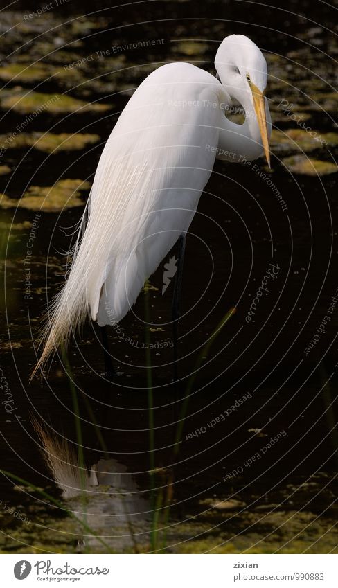 Großer Reiher Tier Wildtier Vogel 1 Wasser Blick frisch Gelassenheit Farbfoto mehrfarbig Morgen Vogelperspektive