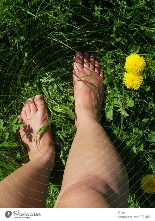 Nackte Beine in der grünen Wiese mit Löwenzahn im Sommer gelb Frühling Blume Pflanze Blüte genießen Erholung Gras Barfuß Blumenwiese Frühlingsgefühle Zehen Duft