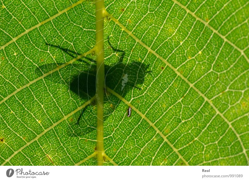 Auf der anderen Seite Walnuss Walnussblatt Blattadern Blattschatten Blattfaser Blattunterseite Wald Insekt Fliege 1 Tier beobachten Bewegung fliegen Fressen