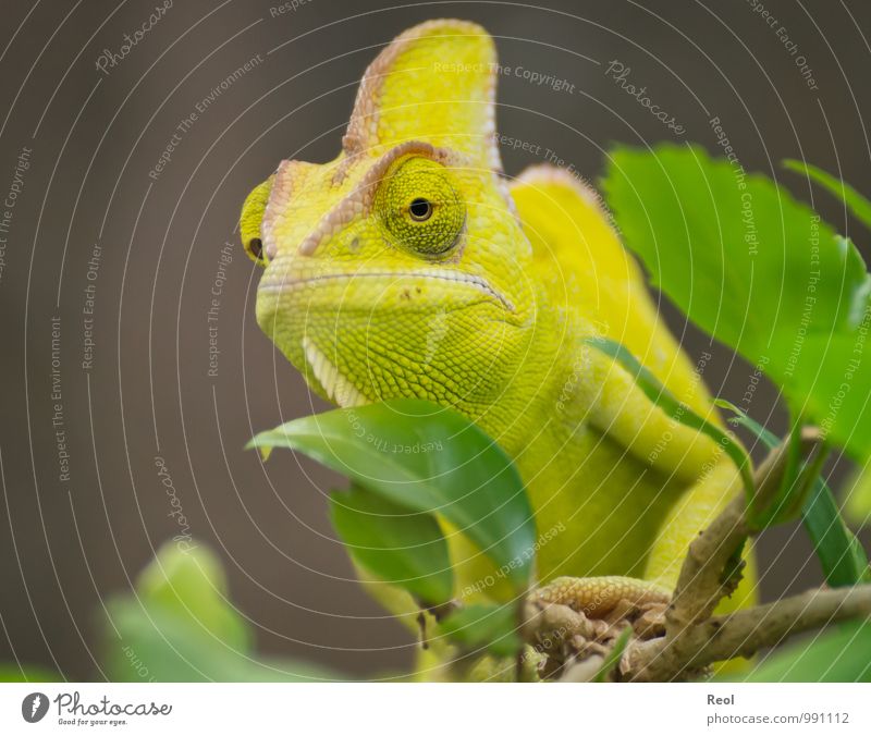 Chamäleon Zoo Pflanze Ast Blatt Tier Wildtier Tiergesicht 1 beobachten hocken exotisch Leben Trägheit gelb grün braun ruhig Wachsamkeit gefangen Farbfoto