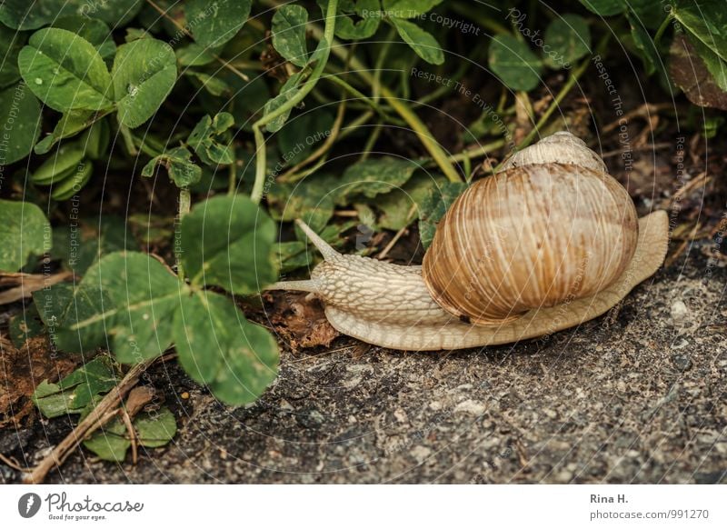 immer schön langsam Umwelt Natur Tier Sommer Wege & Pfade Schnecke 1 natürlich klee schleichen Pause Weinbergschnecken Gedeckte Farben Außenaufnahme