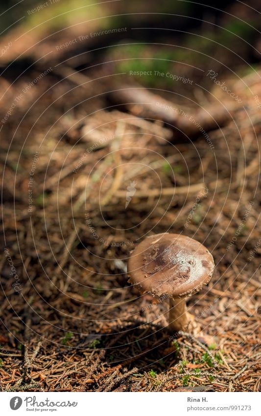 DraufSicht Umwelt Natur Landschaft Sommer Wald natürlich braun Meran Pilz Nadelwald Farbfoto Gedeckte Farben Nahaufnahme Textfreiraum oben Textfreiraum Mitte