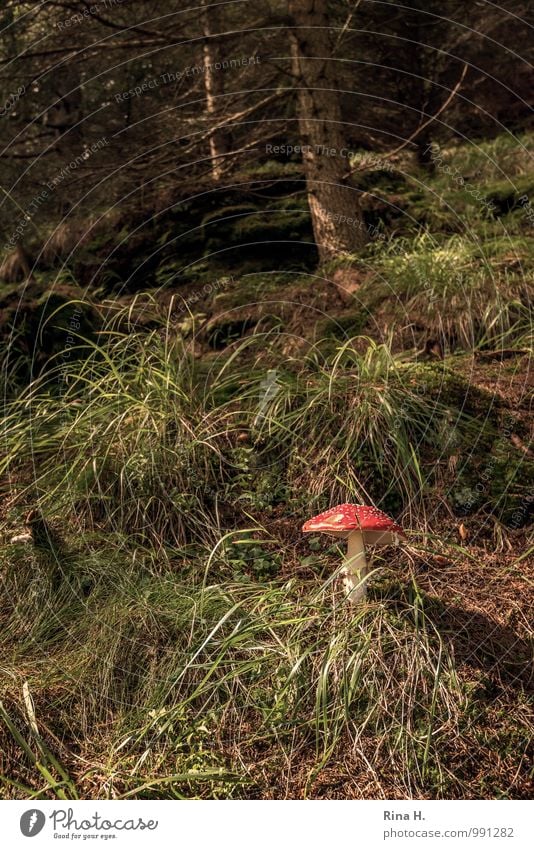 FliegenPilz Umwelt Natur Landschaft Sommer Schönes Wetter Gras Wald authentisch Fliegenpilz Farbfoto Außenaufnahme Menschenleer Licht Schatten