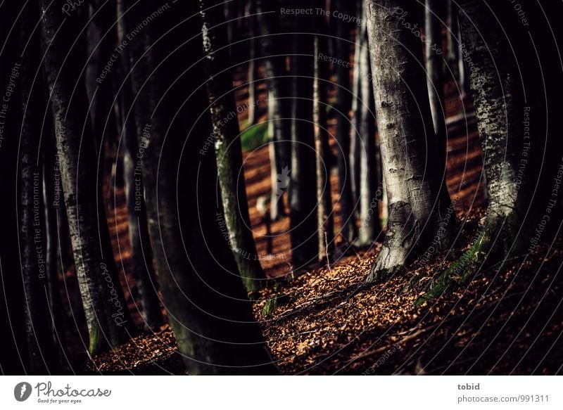 Mystischer Wald Natur Landschaft Pflanze Herbst Schönes Wetter Baum Buche Hügel Berge u. Gebirge dick dunkel Idylle Macht Baumstamm Baumrinde Blatt Herbstlaub