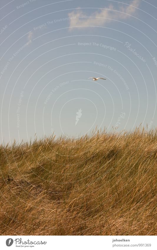 Am Rand der Welt Ferien & Urlaub & Reisen Ferne Freiheit Sommer Sommerurlaub Sonne Meer Himmel Sonnenlicht Frühling Herbst Schönes Wetter Pflanze Gras Dünengras