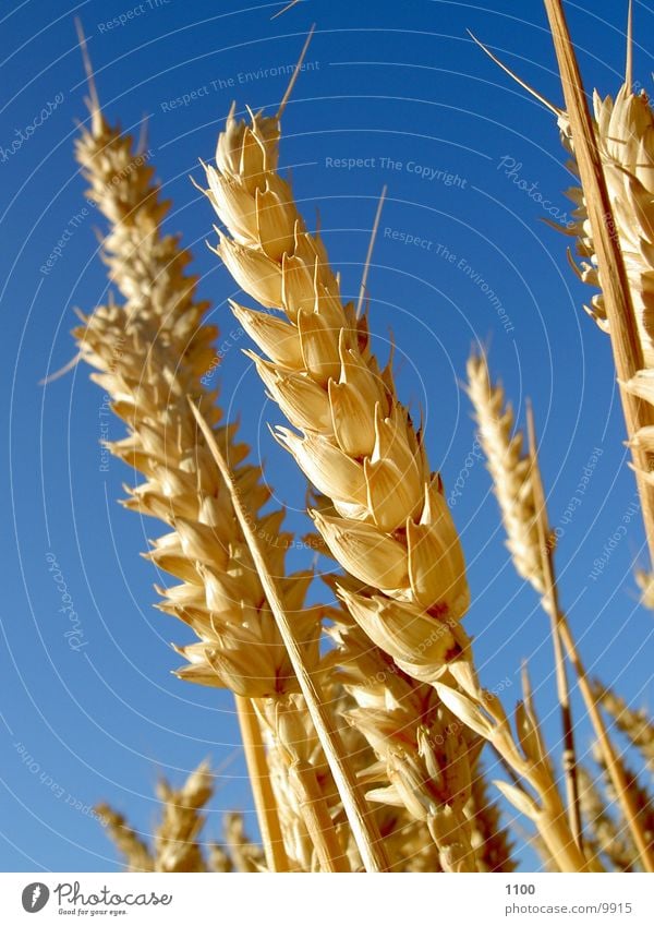 Weizen Feld Sommer Himmel blau