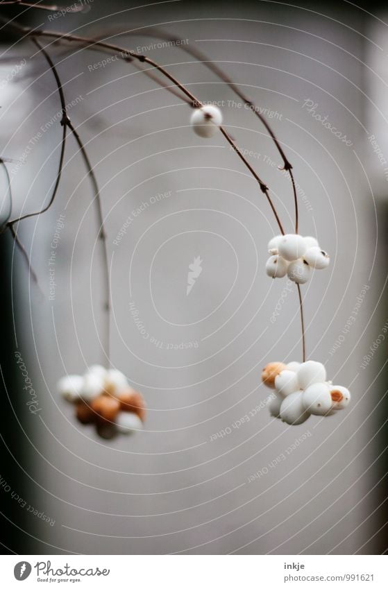 mobilé Herbst Winter Pflanze Sträucher knallerbsen Gemeiner Schneeball Fruchtstand Ast Mobile hängen dick klein rund viele braun grau weiß nachhaltig Natur voll