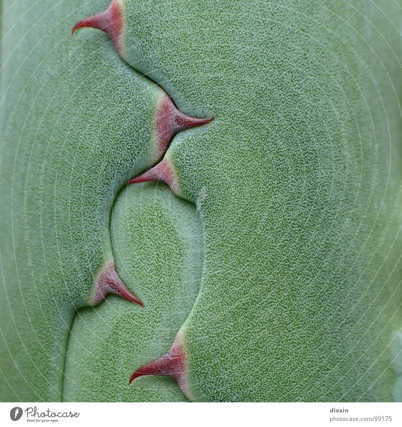 Agave Parrasana Farbfoto Nahaufnahme Detailaufnahme Makroaufnahme Menschenleer Textfreiraum rechts Zentralperspektive Tequila Umwelt Natur Pflanze Kaktus