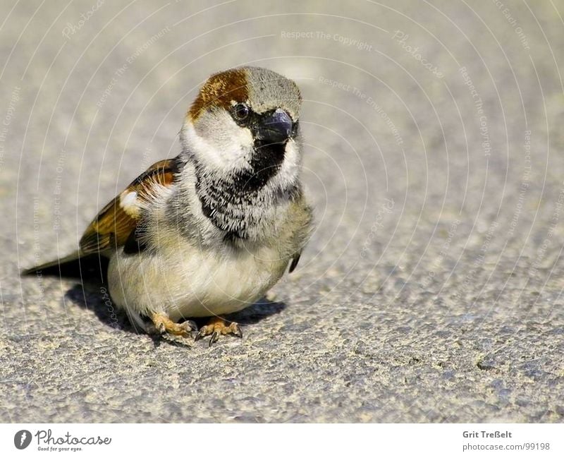 Ein Füsschen vors andere ;-) hüpfen Vogel Spatz süß Schnabel laufen Feder