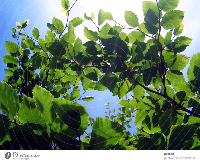 Im Garten Eden Baum grün Sommer Frühling Mount Eden Götter blau Himmel Ast Baumstamm Sonne Wetter Gott