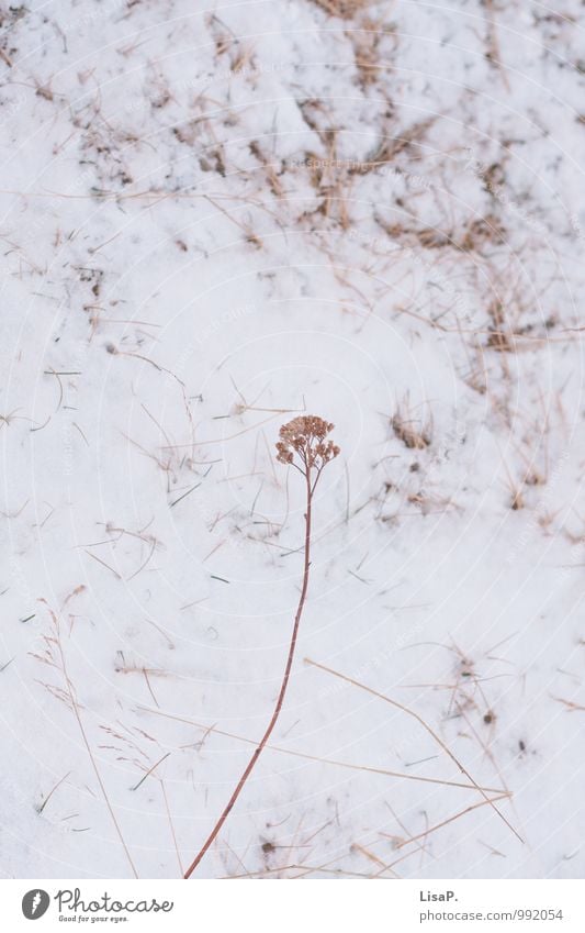 Schneeblümli Umwelt Natur Tier Winter Eis Frost Gras Sträucher Garten Wiese Feld Dorf Blühend dehydrieren kalt trocken wild Zufriedenheit Romantik schön