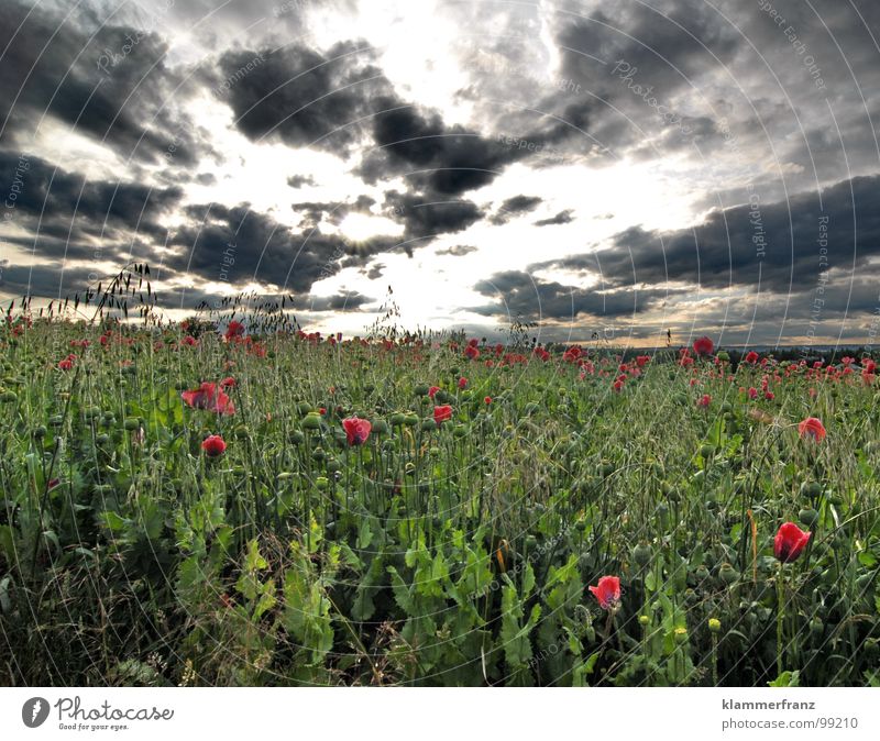 Mohntag Feld Mohnfeld Hoffnung Gras Horizont Wolken Himmel schlechtes Wetter Gewitterwolken ruhig Einsamkeit Gelassenheit Landschaft Weitwinkel grün rot schwarz