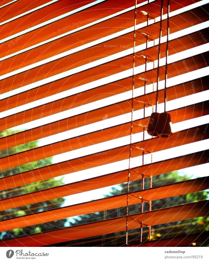 venezianische blinder Fenster Fensterladen Jalousie Baum Himmel notleidend Wohnzimmer Detailaufnahme Sommer window view Blick venetian blinds cord tree sky lost