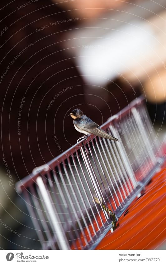 schwalbe Tier Vogel 1 beobachten Neugier Umwelt Stadt Dach schneeschutzgitter Mehlschwalben Farbfoto mehrfarbig Außenaufnahme Menschenleer Textfreiraum oben Tag