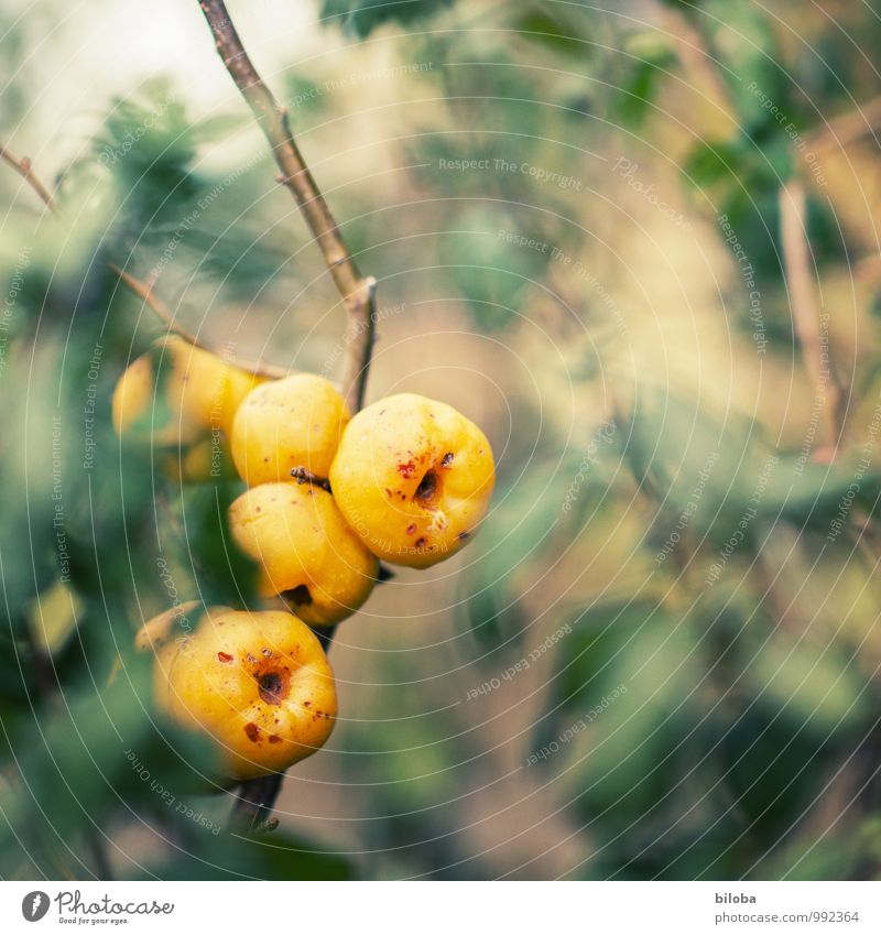 Feuerbusch Pflanze Herbst Zierpflanze Zieräpfel Apfel gelb grün rot Natur Garten Sträucher Farbfoto Außenaufnahme Menschenleer Textfreiraum rechts Tag