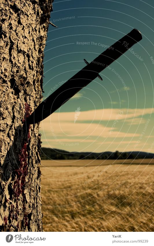 baumsterben Baum Feld Wiese Baumrinde fließen Blut Horizont braun Wolken verletzen zerstören töten Umweltschutz Waldsterben Baumsterben Tod Messer Himmel