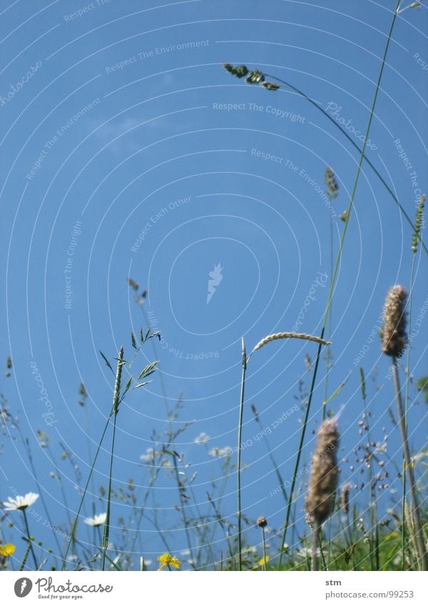 blau 04 wandern Pause Blume Gras Bergwiese Alpenwiese Blüte mehrfarbig Hahnenfuß Klee Erde Sand Himmel Berge u. Gebirge Alm margeritte Heilpflanzen