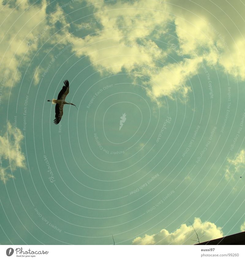 Grundsteinlegung Storch Vogel Nestbau schwanger Hausbau Elternschaft Himmel Baustelle bauen