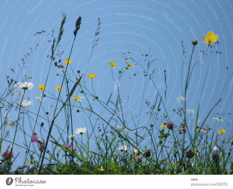 blau 05 wandern Pause Blume Gras Bergwiese Alpenwiese Blüte mehrfarbig Hahnenfuß Klee Himmel Sommer Berge u. Gebirge Alm margeritte Heilpflanzen