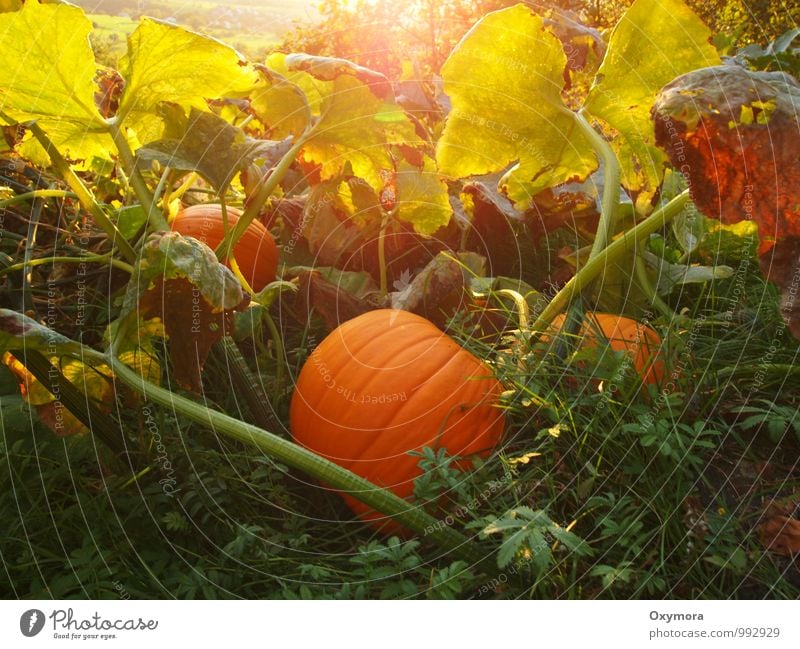 Herbststimmung Gemüse Pflanze Blatt Kürbis Kürbisgewächse Kürbiszeit Wiese Feld Feste & Feiern grün orange achtsam geheimnisvoll Idylle Umwelt Halloween