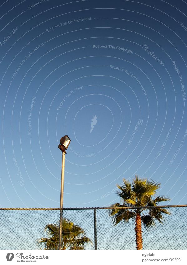 Paradiesbegrenzung Palme Zaun Schönes Wetter Lampe Laterne Straßenbeleuchtung Sommer Ferien & Urlaub & Reisen Süden grün Flutlicht Überwachung Tennis Hotel